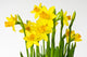 Daffodil daffodil Wall Decal