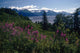 Fireweed & Chugach Mts Turnagain Arm Sc Alaska Wall Mural