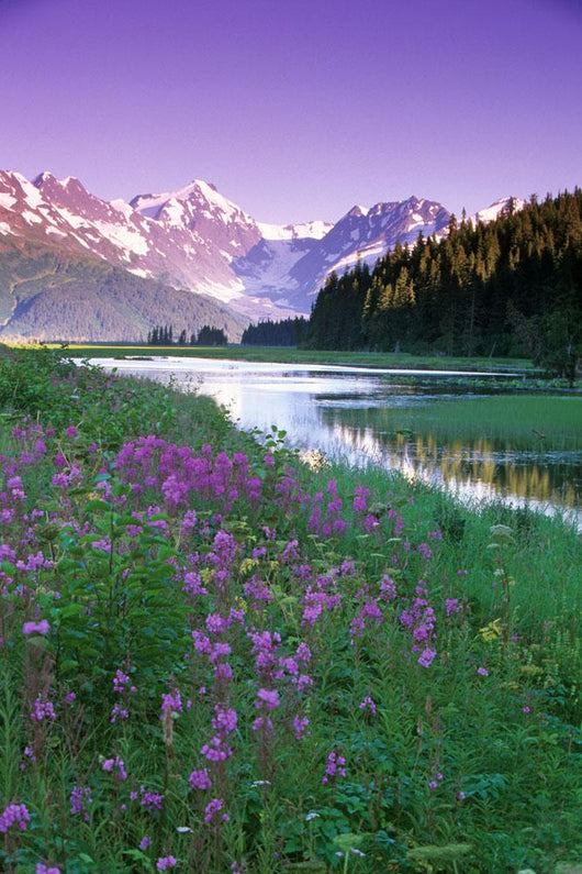 Fireweed In Bloom Along Pond W/Chugach Mtns Sc Ak Summer Wall Mural