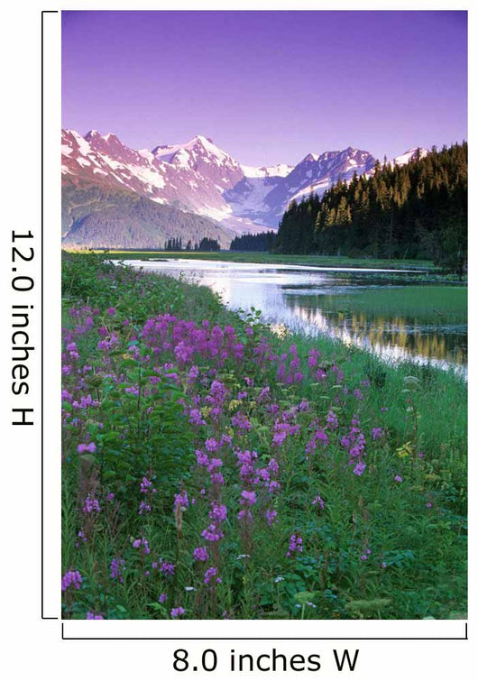 Fireweed In Bloom Along Pond W/Chugach Mtns Sc Ak Summer Wall Mural