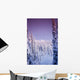 Snow Covered Spruce Trees Ak Range Int Ak Winter Wall Mural