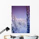 Snow Covered Spruce Trees Ak Range Int Ak Winter Wall Mural