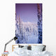 Snow Covered Spruce Trees Ak Range Int Ak Winter Wall Mural