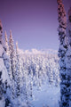 Snow Covered Spruce Trees Ak Range Int Ak Winter Wall Mural