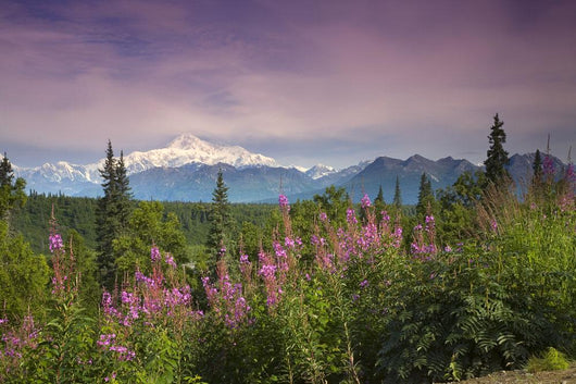 Southside MT McKinley with Fireweed Wall Decal