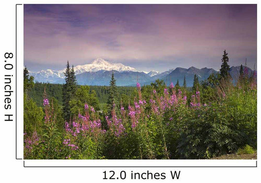 Southside MT McKinley with Fireweed Wall Decal