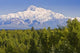 Southside View Of Mt Mckinley Summer, Southcentral, Alaska Wall Mural