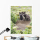 Two Arctic Fox Kits Sitting Near Their Den Wall Mural