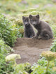 Two Arctic Fox Kits Sitting Near Their Den Wall Mural