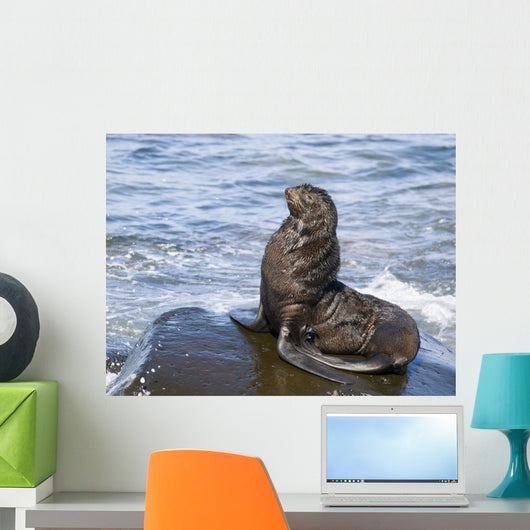 Northern Fur Seal Bull Sunbathes On A Rock In The Bering Sea Wall Mural