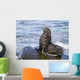Northern Fur Seal Bull Sunbathes On A Rock In The Bering Sea Wall Mural