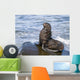 Northern Fur Seal Bull Sunbathes On A Rock In The Bering Sea Wall Mural