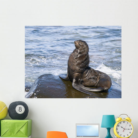 Northern Fur Seal Bull Sunbathes On A Rock In The Bering Sea Wall Mural