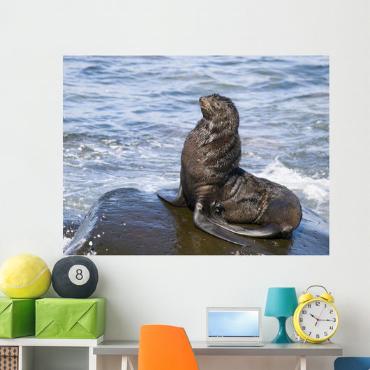 Northern Fur Seal Bull Sunbathes On A Rock In The Bering Sea Wall Mural