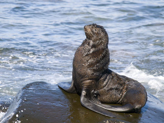 Northern Fur Seal Bull Sunbathes On A Rock In The Bering Sea Wall Mural