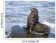 Northern Fur Seal Bull Sunbathes On A Rock In The Bering Sea Wall Mural