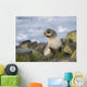 Portrait Of A Juvenile Northern Fur Seal Wall Mural