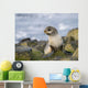 Portrait Of A Juvenile Northern Fur Seal Wall Mural