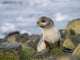 Portrait Of A Juvenile Northern Fur Seal Wall Mural