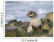 Portrait Of A Juvenile Northern Fur Seal Wall Mural