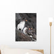 Group Of Parakeet Auklets, St Paul Island, Southwest Alaska, Summer Wall Mural