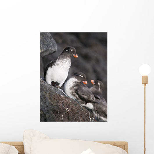 Group Of Parakeet Auklets, St Paul Island, Southwest Alaska, Summer Wall Mural