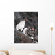 Group Of Parakeet Auklets, St Paul Island, Southwest Alaska, Summer Wall Mural