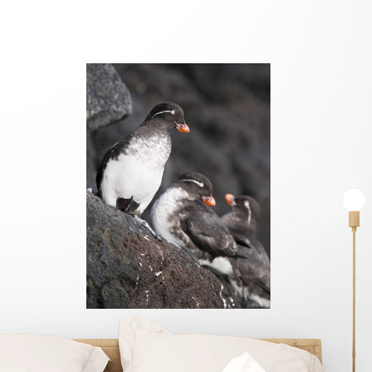 Group Of Parakeet Auklets, St Paul Island, Southwest Alaska, Summer Wall Mural