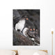 Group Of Parakeet Auklets, St Paul Island, Southwest Alaska, Summer Wall Mural