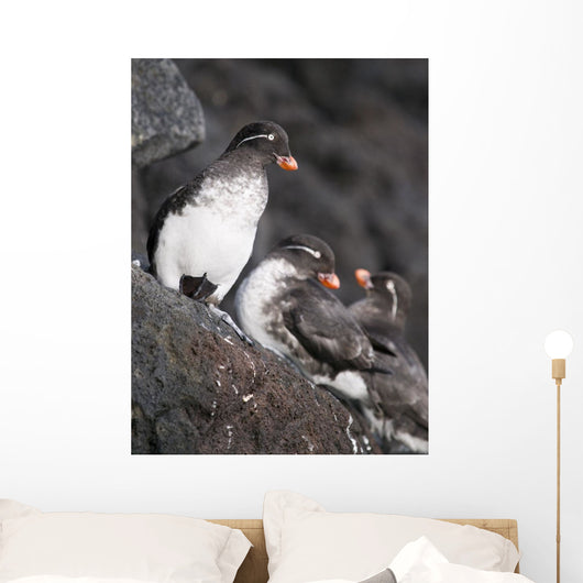 Group Of Parakeet Auklets, St Paul Island, Southwest Alaska, Summer Wall Mural