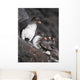 Group Of Parakeet Auklets, St Paul Island, Southwest Alaska, Summer Wall Mural