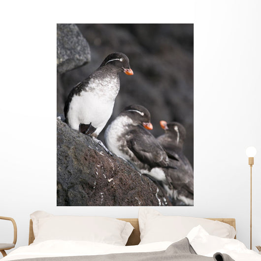 Group Of Parakeet Auklets, St Paul Island, Southwest Alaska, Summer Wall Mural