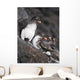 Group Of Parakeet Auklets, St Paul Island, Southwest Alaska, Summer Wall Mural