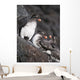 Group Of Parakeet Auklets, St Paul Island, Southwest Alaska, Summer Wall Mural