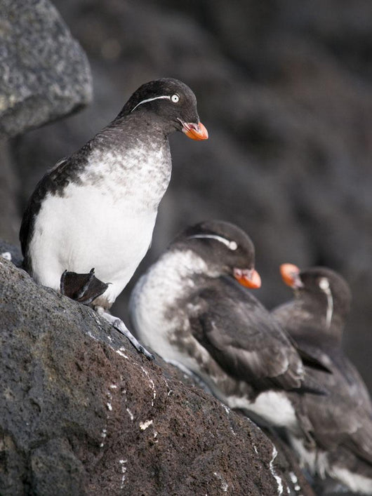 Group Of Parakeet Auklets, St Paul Island, Southwest Alaska, Summer Wall Mural