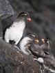 Group Of Parakeet Auklets, St Paul Island, Southwest Alaska, Summer Wall Mural