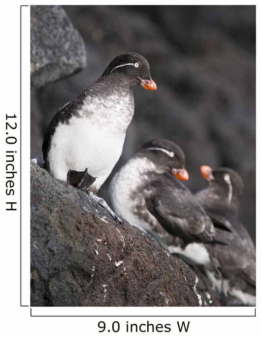 Group Of Parakeet Auklets, St Paul Island, Southwest Alaska, Summer Wall Mural