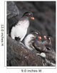 Group Of Parakeet Auklets, St Paul Island, Southwest Alaska, Summer Wall Mural
