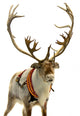 Finnish Reindeer Wall Decal