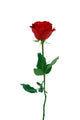 Red Rose Wall Decal