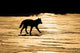 Silhouetted Archipelago Wolf Trotting Across Snow Field Wall Mural