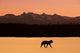 Silhouette Of A Wolf Walking At Sunset Wall Mural