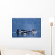 Orca Whales Surface In Lynn Canal In Southeast Alaska's Inside Passage Wall Mural