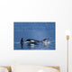 Orca Whales Surface In Lynn Canal In Southeast Alaska's Inside Passage Wall Mural