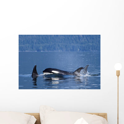 Orca Whales Surface Lynn Wall Mural shown on a wall