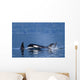 Orca Whales Surface In Lynn Canal In Southeast Alaska's Inside Passage Wall Mural