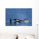 Orca Whales Surface In Lynn Canal In Southeast Alaska's Inside Passage Wall Mural