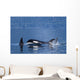 Orca Whales Surface In Lynn Canal In Southeast Alaska's Inside Passage Wall Mural