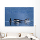 Orca Whales Surface In Lynn Canal In Southeast Alaska's Inside Passage Wall Mural