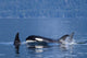 Orca Whales Surface In Lynn Canal In Southeast Alaska's Inside Passage Wall Mural